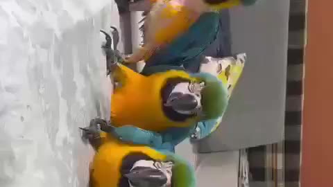 Cute parrot 🦜 cute parrot babies 😍