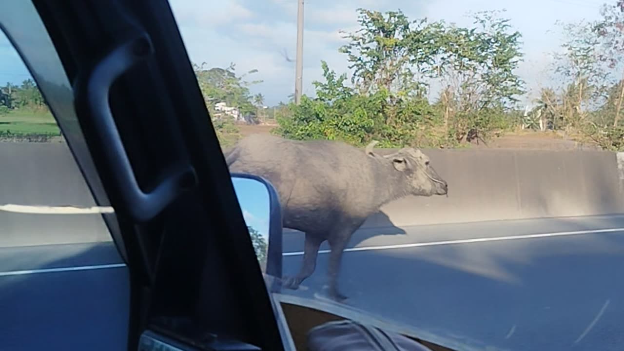 Bovine on the Move on Expressway