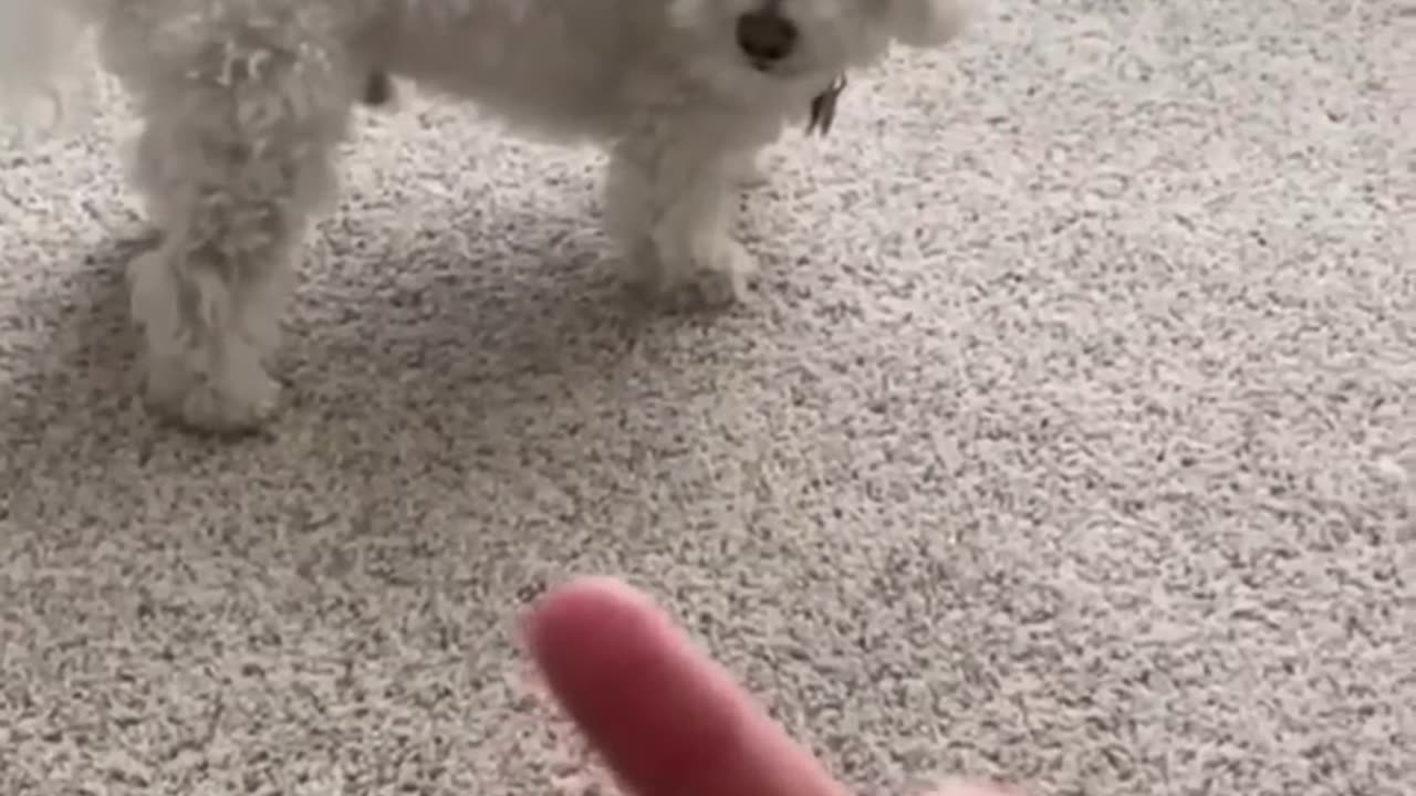 Other Dogs vs My Dog_ The Finger Test 🐶 #shorts #dog #pomeranian.mp4