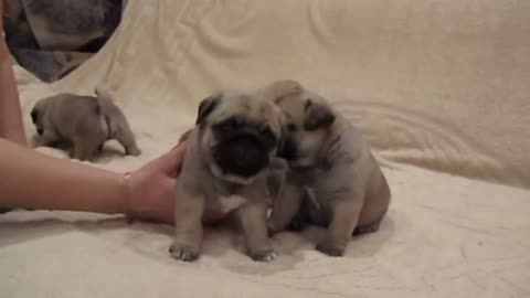 Small pug puppies develop