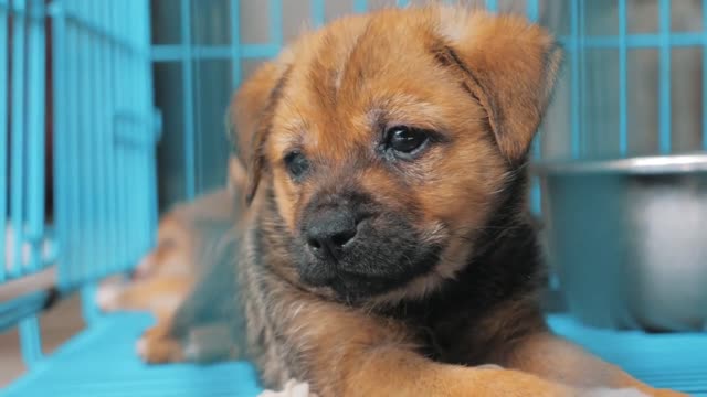 Close-up of sad puppy in shelter behind fence waiting to be rescued and adopted to new home