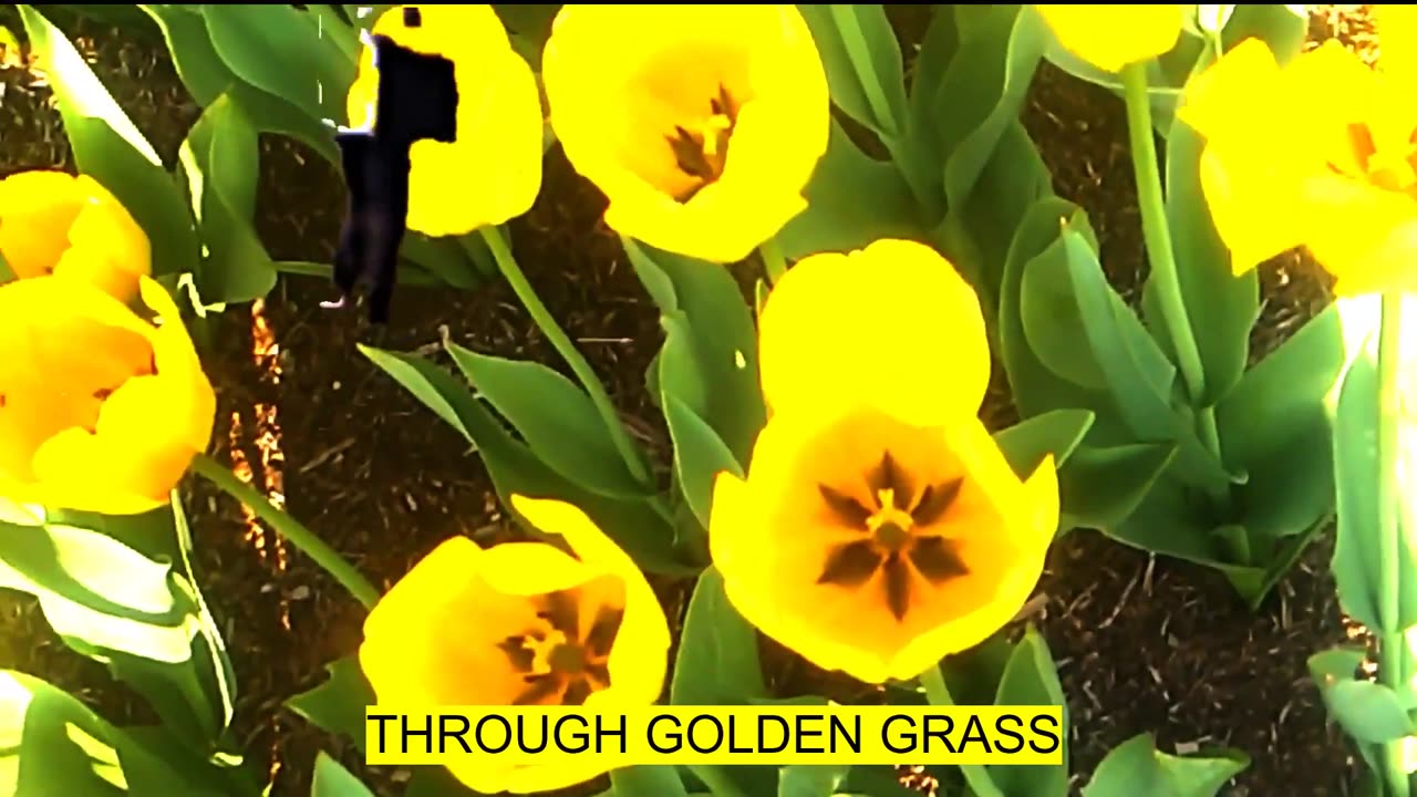 Steps Into The Psychic Void Through Golden Flora