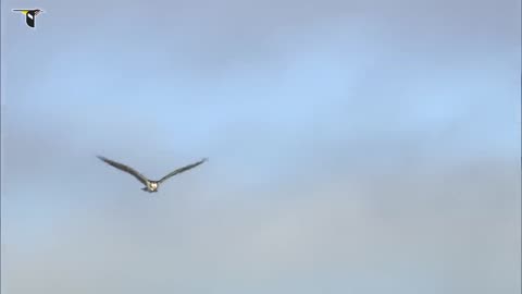 Osprey flying