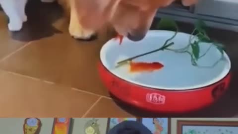 WOW! Doggy is Greaest 😢 - Dog saved fish life #dog #shorts