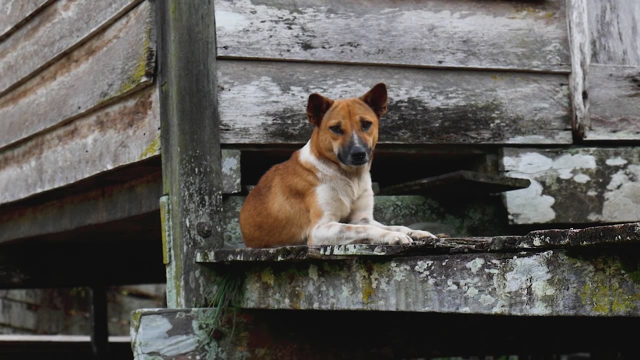 beautifull dog video