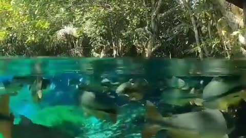 This is a beautiful and charming water-dwelling species