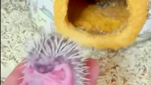 Cute Baby Hedgehog #shorts #babyhedgehogs #hedgehog #puppy #cuteanimals #poodlemix