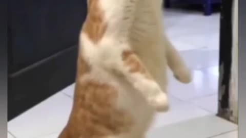 Funny animals videos