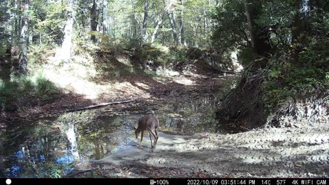 Small Buck Mountains of Tennessee