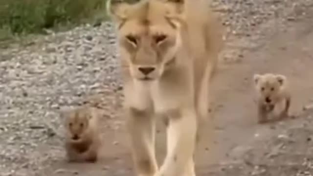 Lioness mama Walking With Her Lion Cubs