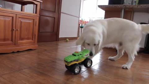 Funny Dog vs Crocodile Truck Cute Golden Retriever Bailey