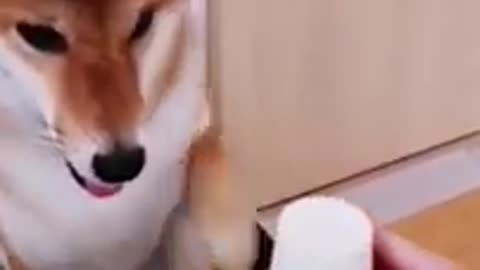 Funniest animals in tiktok