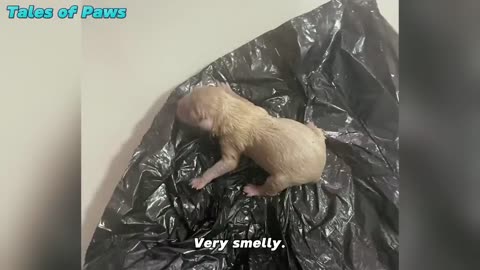 Found an abandoned new born milk puppy while taking out the trash, hope I can keep it alive!