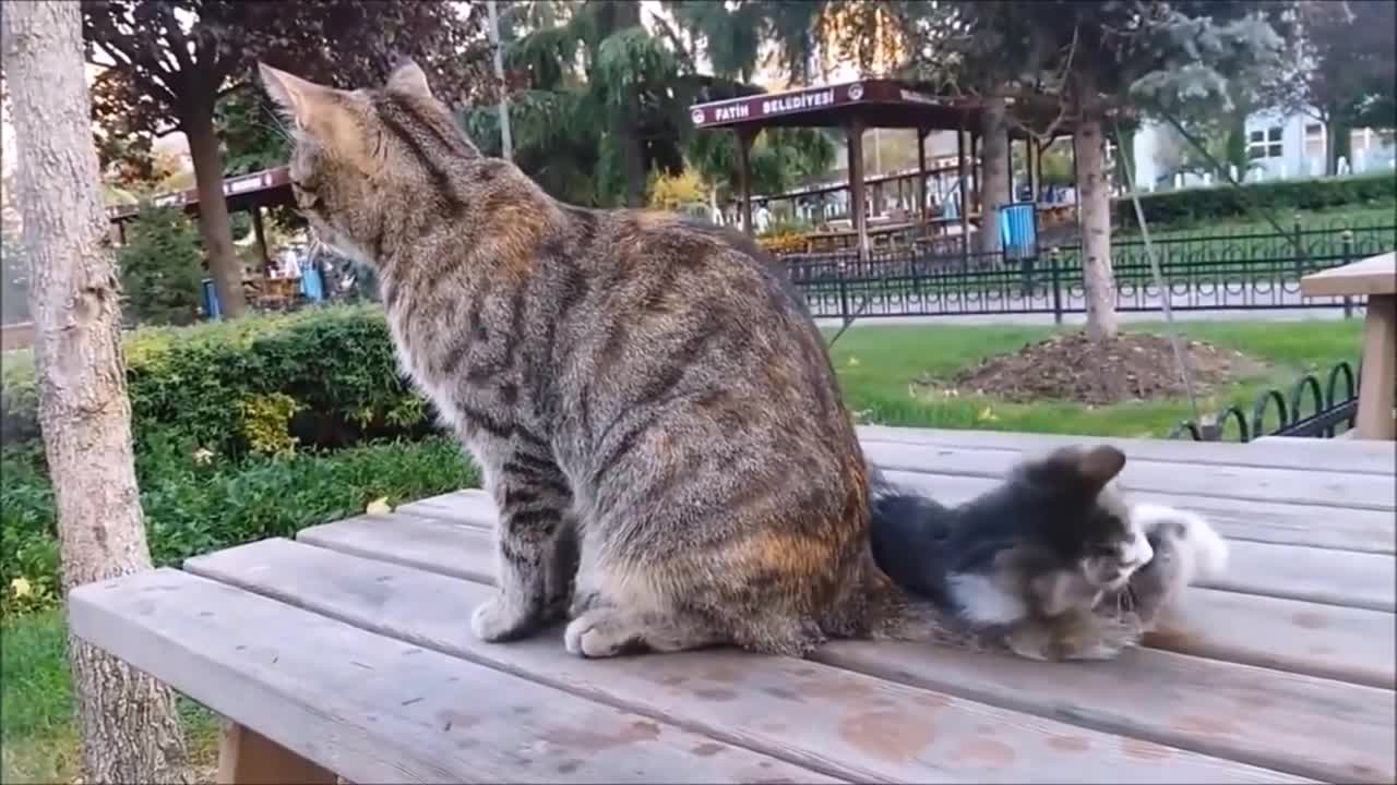 Mama Cat's Reaction to her kitten, When Kitten biting her tail