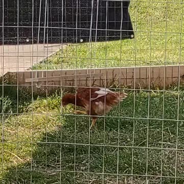 FEW THINGS WE ADDED TO CHICKEN RUN AND COOP. 🤠🐓