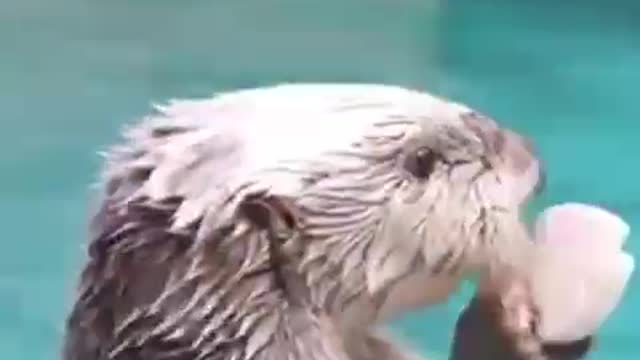 Funny otter voice over