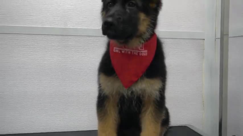 German Shepherd puppy is a dramatic singer for her first bath