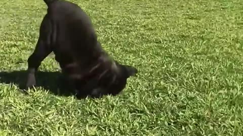 Best funny videos 2023