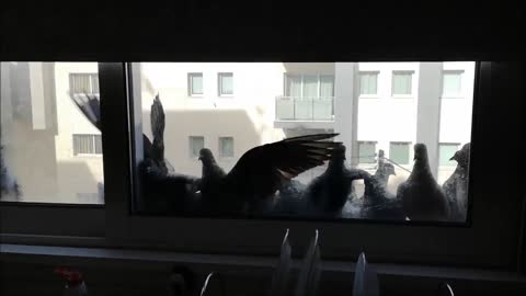 Flock of Pigeons Crowd Outside Window Waiting For Food