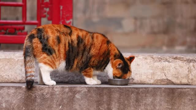 A cat with dried rice