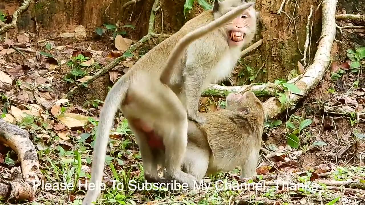 OMG ... Monkey meeting each other for kids first time | animals meeting