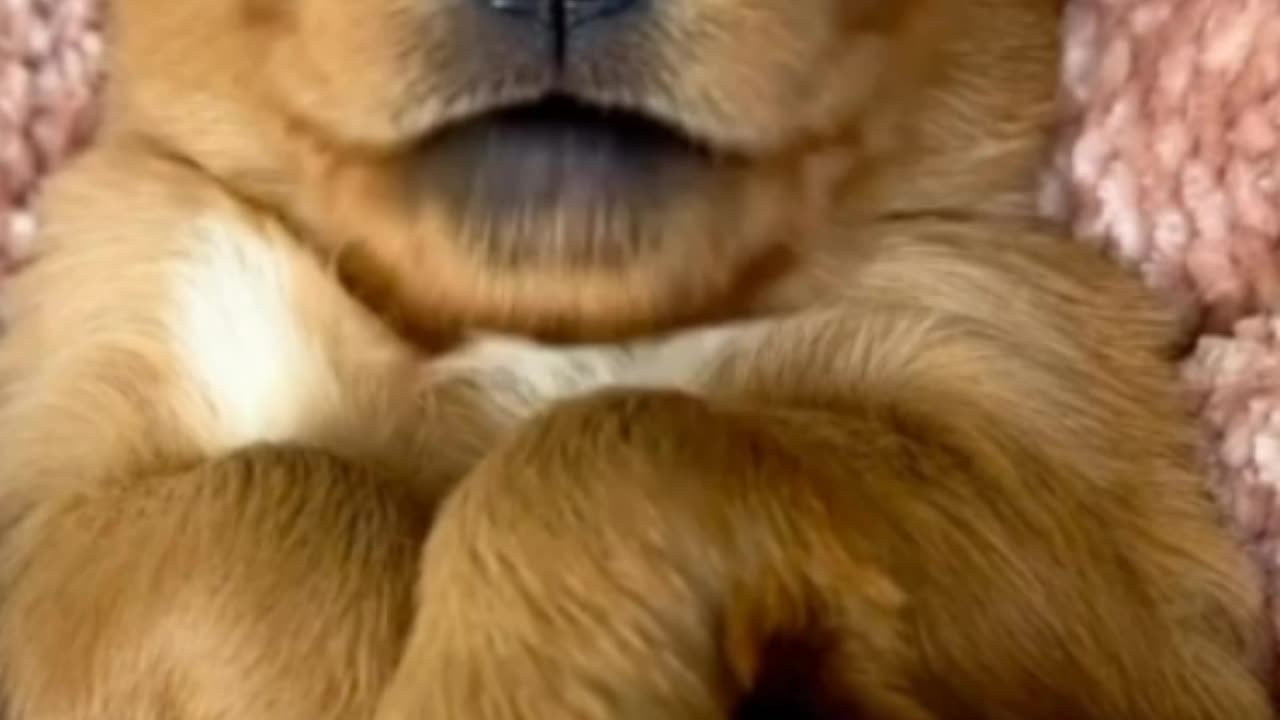 Cute Little Puppy O_O | Funny Dog Videos | #love #cats #cute #cuteness #firstlove #comedy