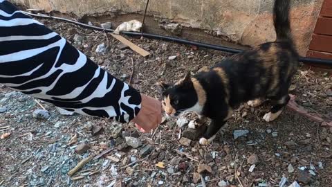 Cute calico cat came to me by meowing and trilling and asked me for food