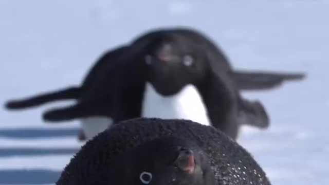 Adélie penguins tobogganing on the sea ice Cape Hallett