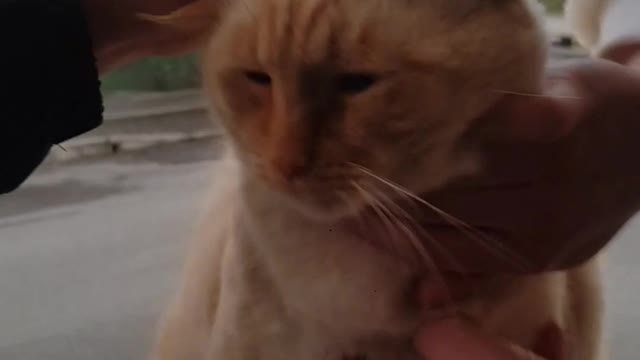 How many hands in this video ?