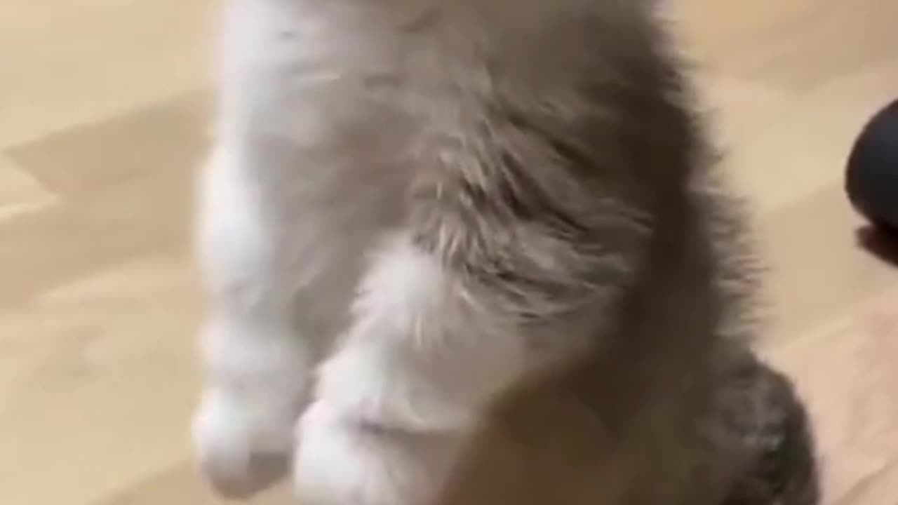 Funny Little cat #Funny #cat #cute #viral