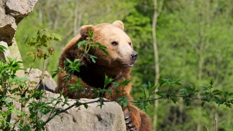 Bear in the Forrest