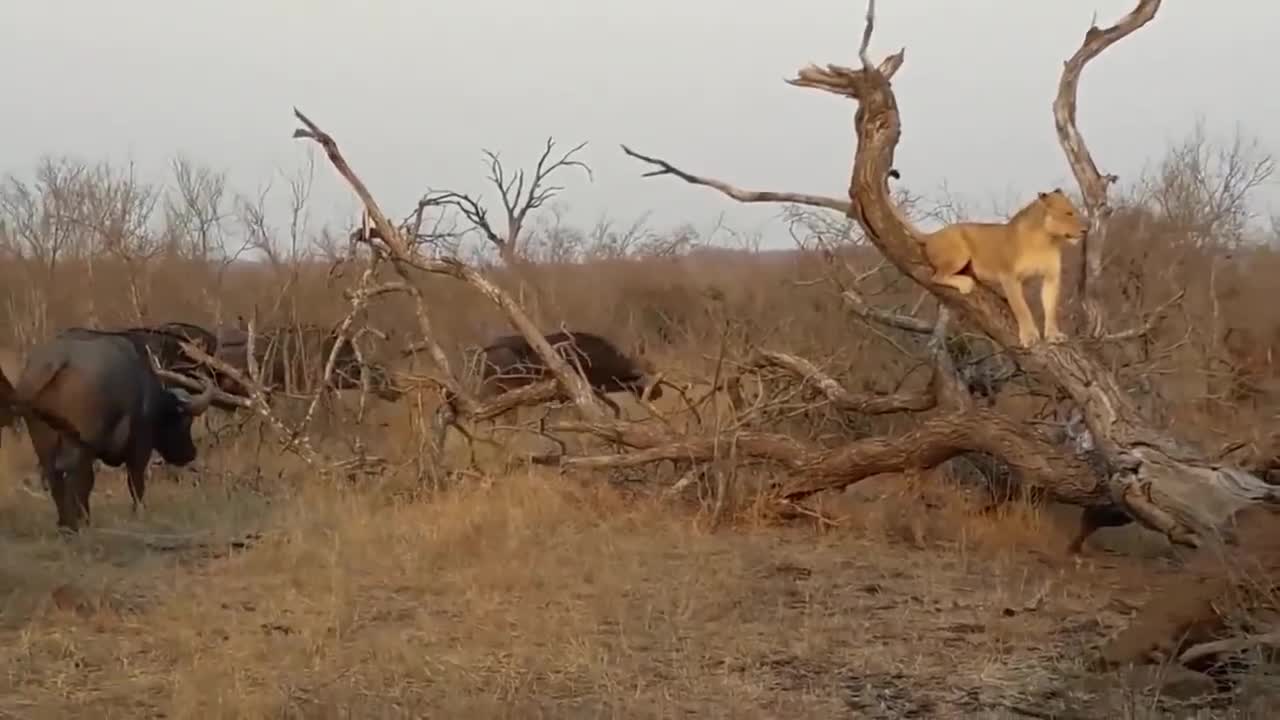 Animal in jungle with struggle for life and food