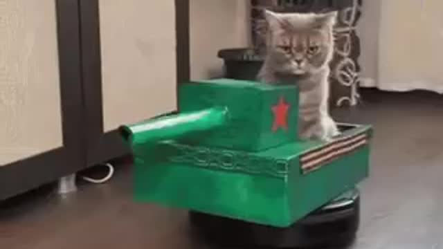Cute Cat Tank Gif! 🥰💗🐈