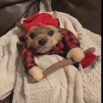 Funny Puppies Dressed In Different Costumes - Tiktok Dogs (Funny Animals #391)