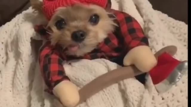 Funny Puppies Dressed In Different Costumes - Tiktok Dogs (Funny Animals #391)