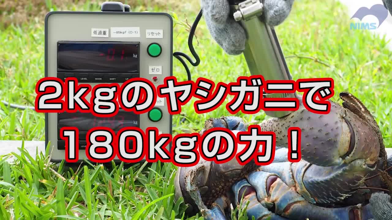 最強！ヤシガニのハサミの秘密から新材料を生み出せ (Powerful coconut crab claws hint at new materials)_3