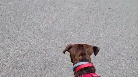 Dog Looks Elated at Meeting His Mom After Two Months