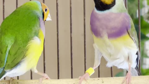 orange headed gouldian finches