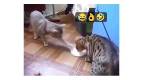 Cat funny video 🤣