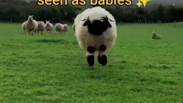 Animals you haven't seen as babies