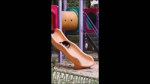 Funny animal videos Funny cat video
