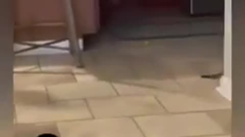 videoplayback