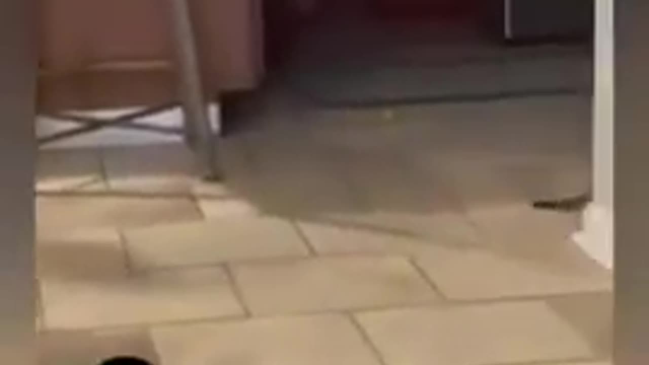 videoplayback