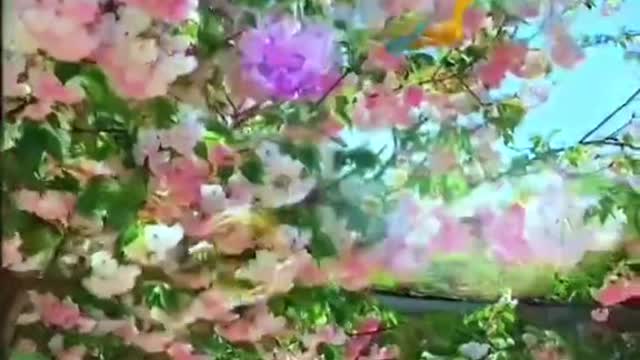 the country of a beautiful field: rape flowers with a smiling face