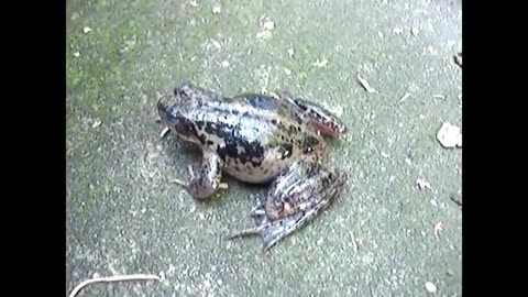 Crazy frogs