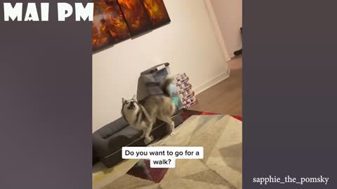 Only and only Dog's can make us super happier and laugh... Funny dogs video