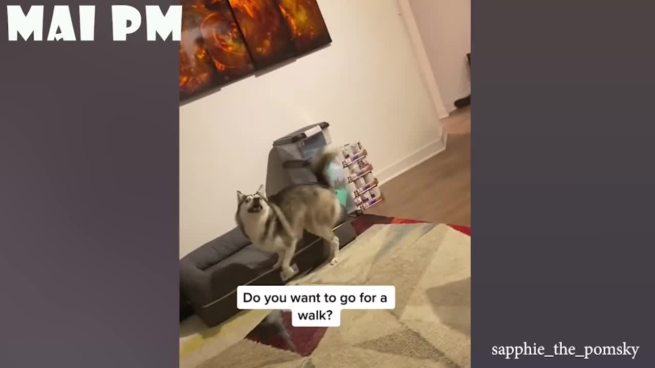 Only and only Dog's can make us super happier and laugh... Funny dogs video