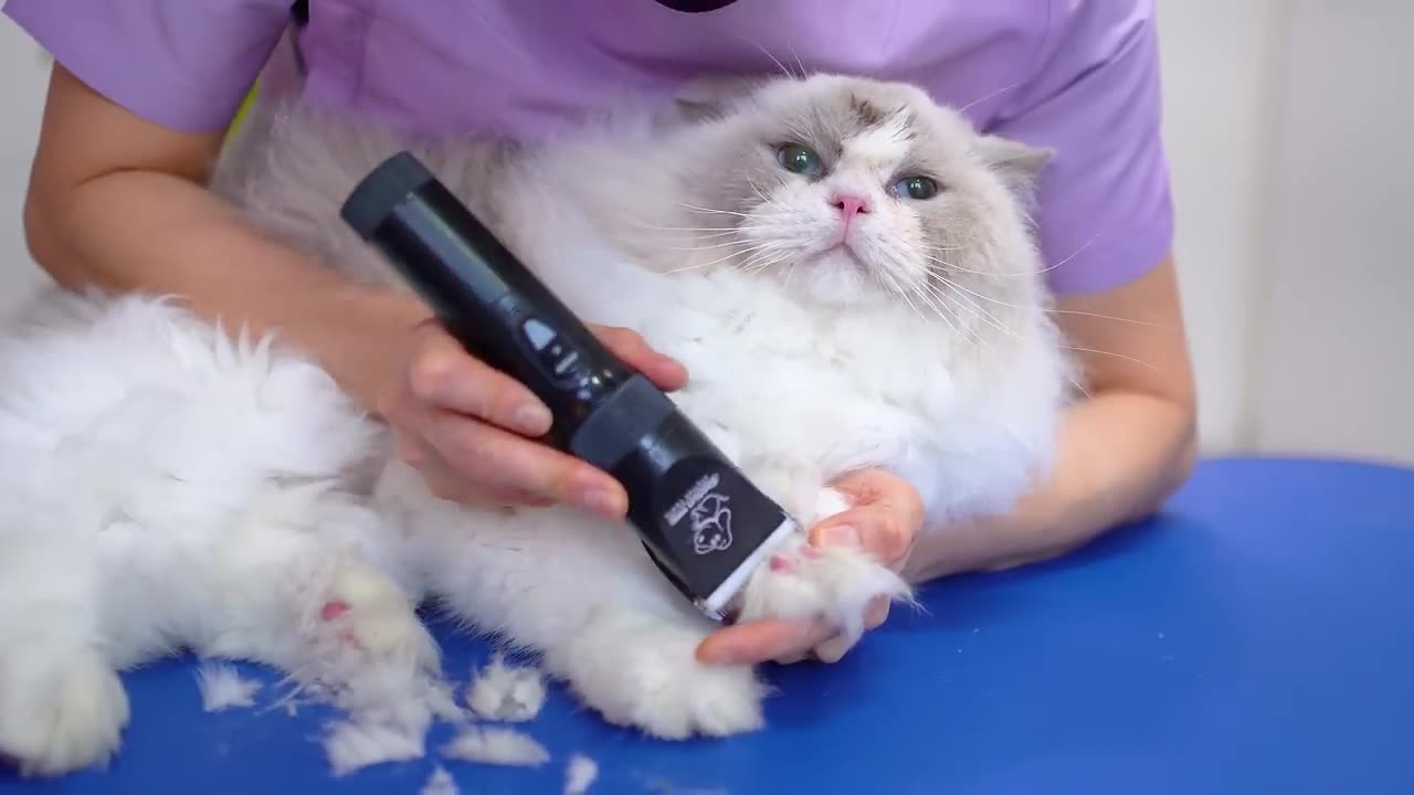 The sweetest cat guaranteed by a cat groomer!