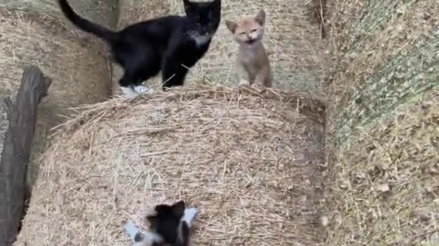 Kitten invasion in the barn - super cute