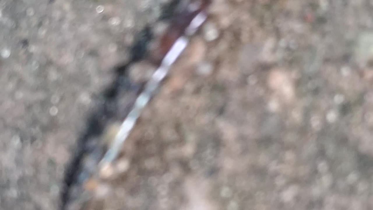 "Captured a unique moment of nature's resilience at home. "